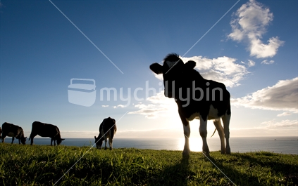 Cows silhouetted by low sun in lush grass in a coastal paddock, Taranaki