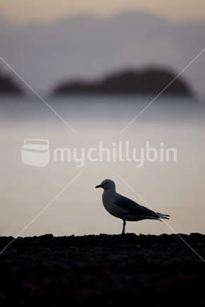 Seagull standing on rocky beach, silhouetted at dusk on Coromandel coastline