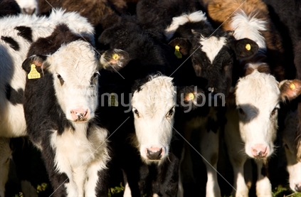 Group of calves facing in early morning sun