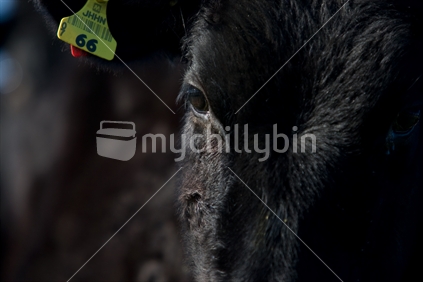 Close up pic of a black calf