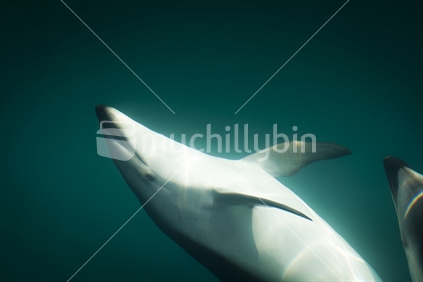 A dolphin swimming in water alongside a boat near Kaikoura, New ealand (soft focus)