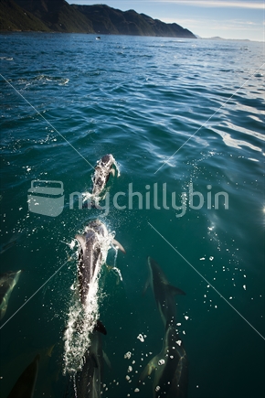 A school of dolphins swimming alongside a boat near Kaikoura, New Zealand.