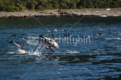 A school of dolphins swimming alongside a boat near Kaikoura, New Zealand.