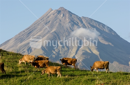 Jersey cows grazing on a hill in front of Mount Taranaki / Egmont.