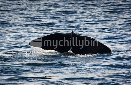 The tail of a Sperm Whale as it is diving under water of the coast of NZ.
