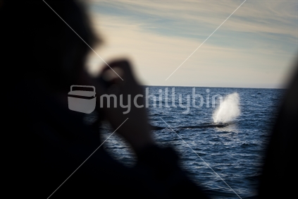 A group of tourist on a whale watching tour taking photos of a Sperm whale.