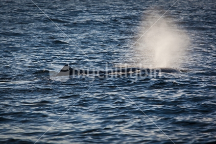 A sperm whale blowing spray near Kaikoura, New Zealand.