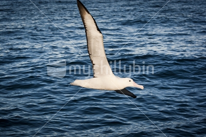 A royal albatross flying next to a boat in early morning light over water near Kaikoura.