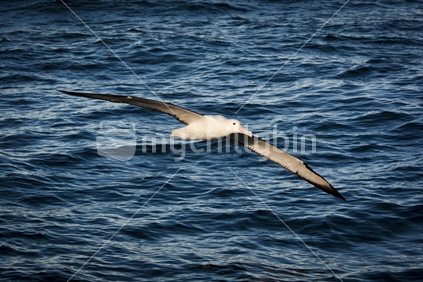 A royal albatross flying next to a boat in early morning light over water near Kaikoura, New Zealand.