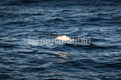 A royal albatross flying next to a boat in early morning light over water near Kaikoura.