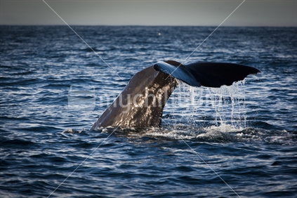 The tail of a Sperm Whale as it is diving under water off the coast of New Zealand.