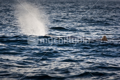 A sperm whale blowing spray near Kaikoura.