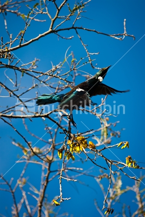Tui in a Kowhai tree under a blue sky.