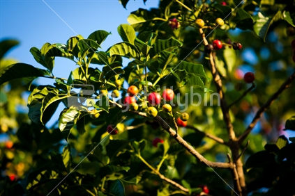 Ripe red berries on a branch of a Puriri tree in late afternoon sun.