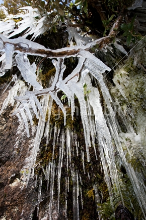 Icicle hanging from a branch of a tree