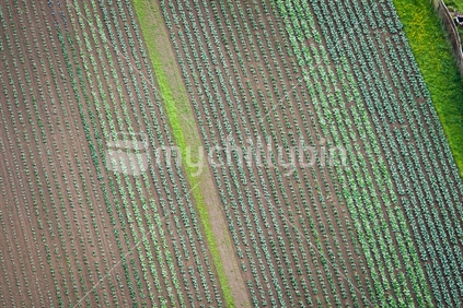 Aerial view of rows of vegetables and plants.
