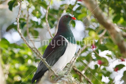 A Kereru, Native Wood Pigeon sitting on a branch in a Puriri tree.