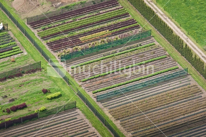 Aerial photo of rows of plants at a nursery.