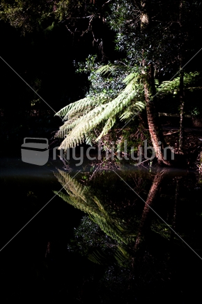 Lush bush reflected in calm water on a lake in Pukekura Park, Taranaki.