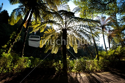 Sun streaming through native pungas and lush bush in Pukekura Park, Taranaki, New Zealand.