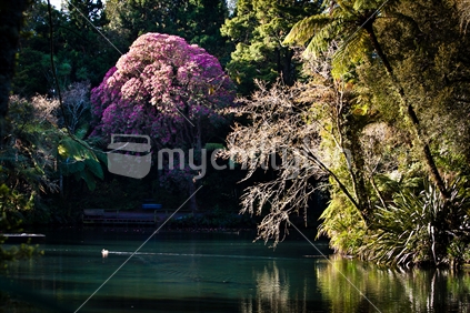 Lush bush and a flowering rhododendron reflecting on a calm lake in Pukekura Park, Taranaki.