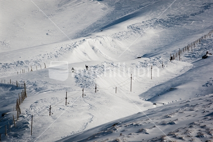 Snowboarders hiking up a snow covered Manganui skifield, Mt Taranaki / Egmont.