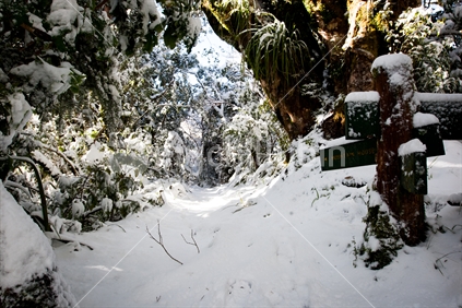 A view of a Mountain House walkway sign and trees covered by snow after a snow storm.