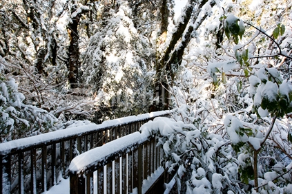 A view of a bridge and trees covered by snow after a snow storm.