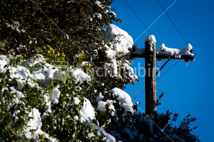 A powerpole and trees covered by snow after a snow storm.