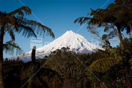 A snow covered Mt Taranaki / Egmont reflected in calm water of Lake Mangamahoe.