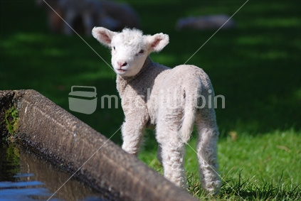 Lamb by the water trough