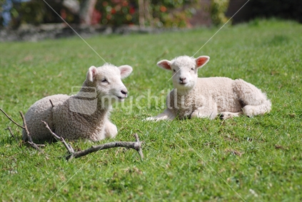 Twin lambs enjoying the sunshine