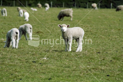 A lamb in springtime in Darfield, Canterbury