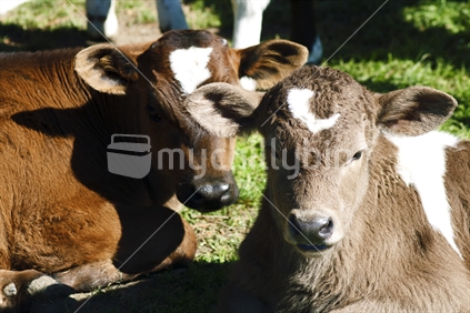 Calves resting in the sun in Darfield, Canterbury
