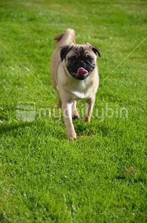 Luna the Pug, running in the grass