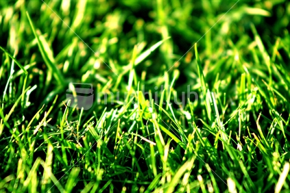 Green Grass (bright contrast)