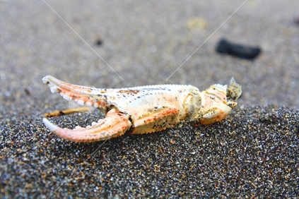Crab's open pincer sits in the sand, waiting to be washed away.