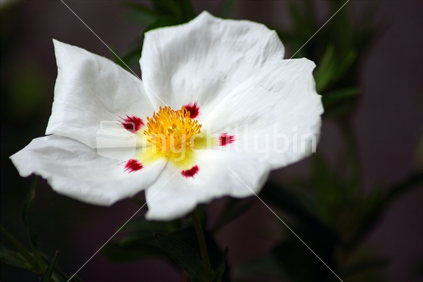 Bright white flower
 