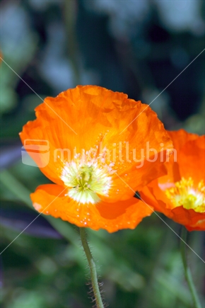Bright orange flower  