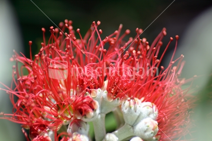 A pohutukawa flowering at Christmas time