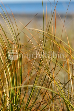 Grass at the beach, New Zealand