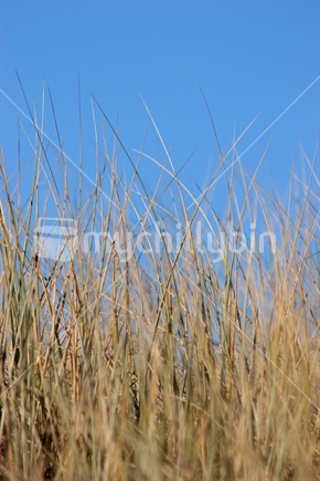 Grass and blue sky, New Zealand
 