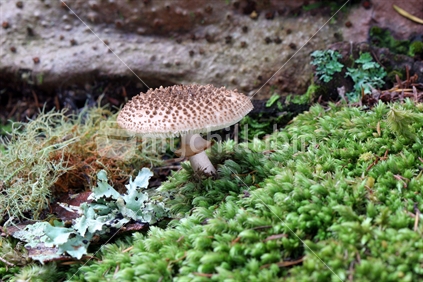 NZ native mushroom (Amanita australis)
