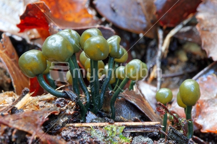NZ native mushroom (Chlorovibrissea phialophora)
