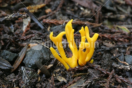 NZ native fungi (Clavaria archer)