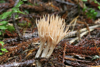 NZ native fungi (Tremellodendropsis flagelliformis)