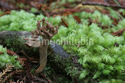 NZ native fungi (Ramaria gigantea f. tenuispora)