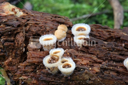 NZ native fungi (Nidula niveotomentosa)
