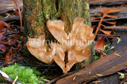 NZ native fungi (Podoscypha petalodes)
