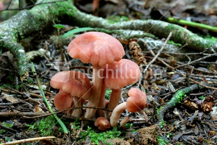 NZ native fungi (Laccaria ohiensis)
 